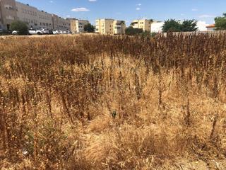 Terrain résidentiel à Marchena. Parc.urbana en venta en marchena.