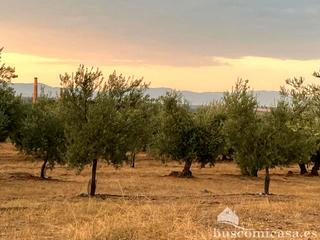 Terreny residencial  De baños. Finca con olivas en linares.