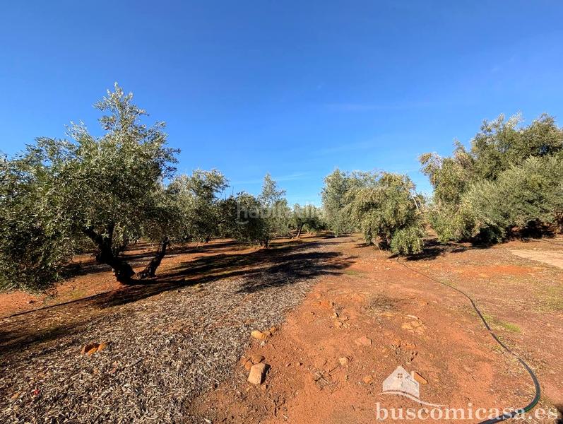 Foto 3c095519-7227-4e8d-9bbf-2b02950979b2. Haus mit heizung parking pool in Centro ciudad Linares