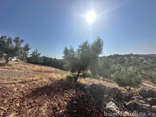 Landgut  Finca de olivar. Se vende olivar  más de 67.000 m