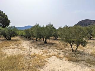 Terreny residencial  N/a. Parcela rustica en camino los dolores