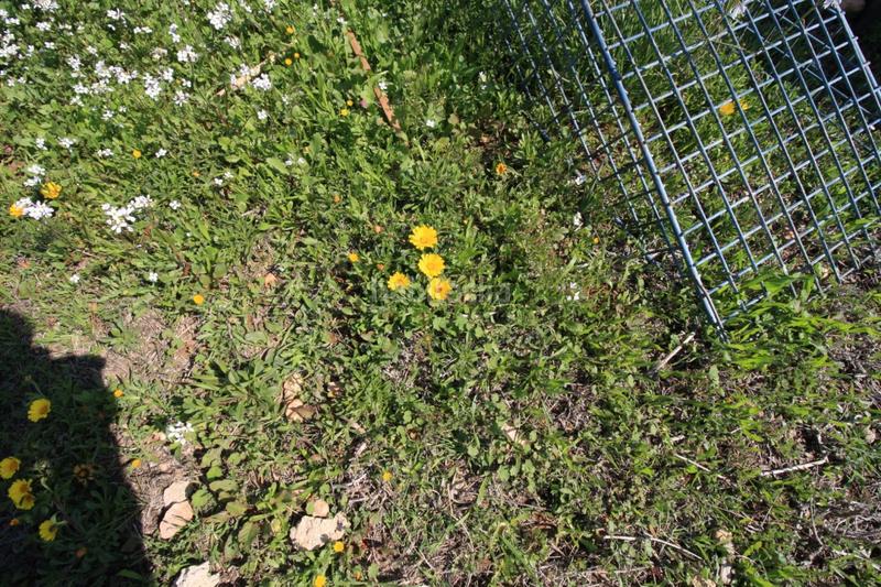 Foto 7b6702ea-0ceb-4a7f-aec2-548de15fe98d. Chalet mit heizung parking pool in Lomas de Cabo Roig - Los Dolses Orihuela