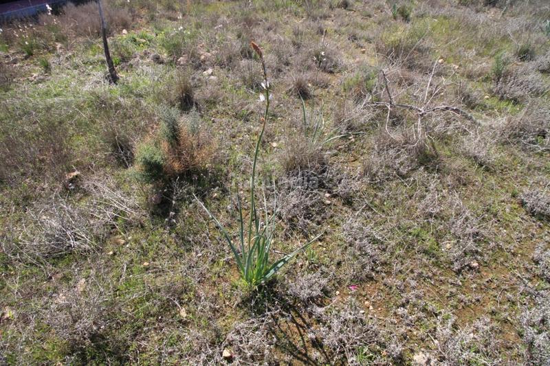 Foto 8410a66f-2483-4fd3-aa83-0540c617755c. Chalet mit heizung parking pool in Lomas de Cabo Roig - Los Dolses Orihuela
