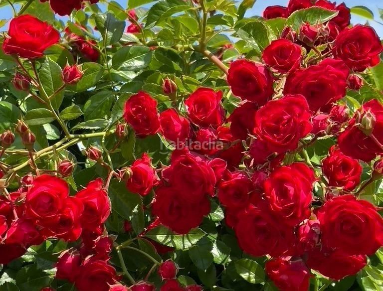 Foto 1089133f-27c6-4b4f-9771-995d8f98c8a3. Xalet amb aparcament piscina a La Alberca Polop