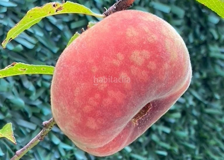 Foto 14441959-fe8f-4989-8f88-87fef664e920. Xalet amb aparcament piscina a La Alberca Polop