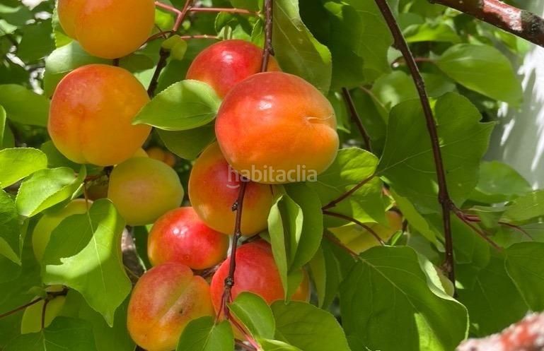 Foto 9c3cbbc2-e231-49a0-8369-0a8dc5beb831. Xalet amb aparcament piscina a La Alberca Polop