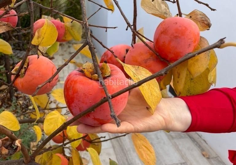 Foto e36abae5-54b7-435c-b7ac-02756ec3dd80. Xalet amb aparcament piscina a La Alberca Polop