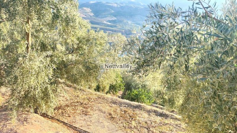 Foto 416b57f9-ea9b-469d-b4c4-39248f78b91a. Terreny residencial a Pinar (El)