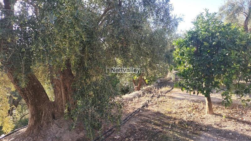 Foto 49367725-2a7f-419a-9f40-a0242c36a4e2. Terreny residencial a Pinar (El)