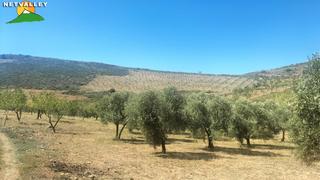 Mas à Albuñuelas. Finca rúst. en venta en centro.