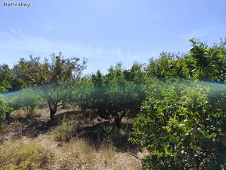 Masia a Pago cazorlas de murchas. Finca rúst. en venta en murchas.