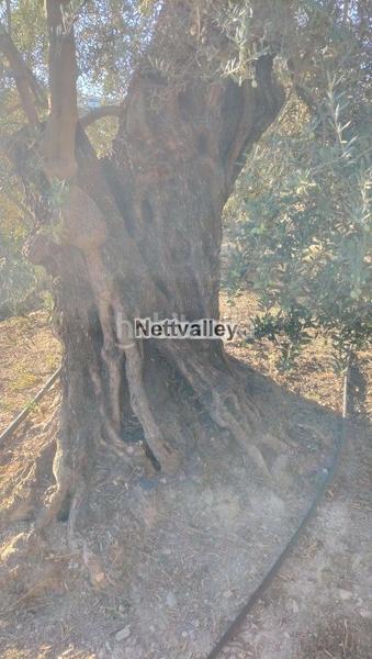 Foto 99df8945-ba0f-4c00-93f4-4097516456c3. Masía finca rúst. en venta en pinos del valle. en Pinar (El)