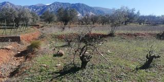 Mas  Marchena 1. Finca rúst. en venta en marchena.