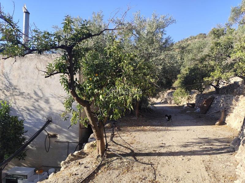 Foto c137c835-3bd8-425a-99b1-76737fd24ae2. Casale in izbor sin n in Pinar (El)