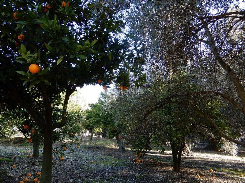 Foto 82c058ef-31e9-48b7-8403-d0970f9e723f. Casa a juncal 7 a Pinar (El)
