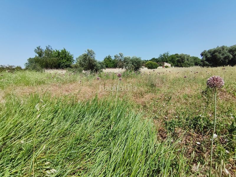Foto a4d81951-019f-42ff-80e7-7a800ac380a8. Finca rústica a extrarradio la colina 154 a Paraíso Arenal - La Colina Córdoba
