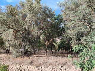 Rural plot in Nigüelas
