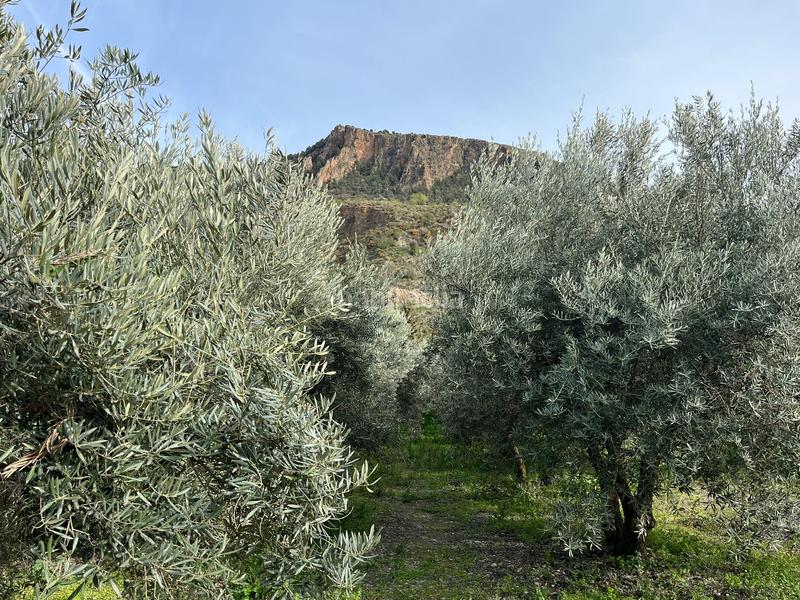 Foto 8e7aadc0-cf06-449f-98f4-d453903794e4. Finca rústica finca en acequias en Lecrín