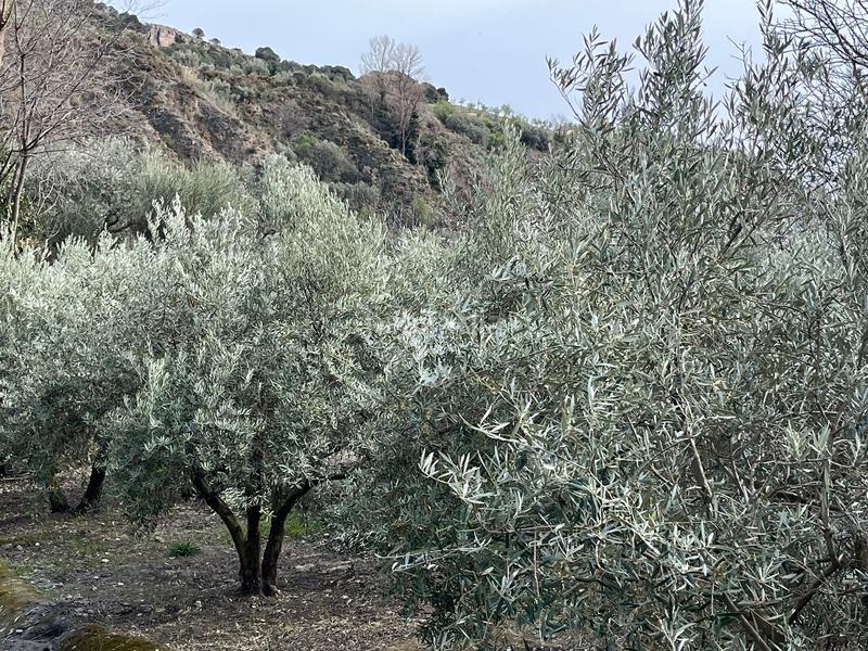 Foto 90d87056-b61e-474c-9d4d-aaa5b0d48e9d. Finca rústica finca en acequias en Lecrín