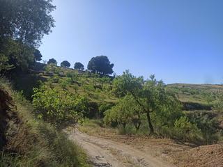 Finca rústica  Ctra. de cónchar. Finca en conchar