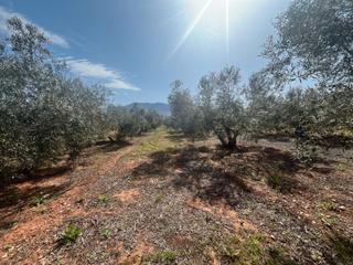 Finca rústica a Villamena. Terreno rustico en cozvijar