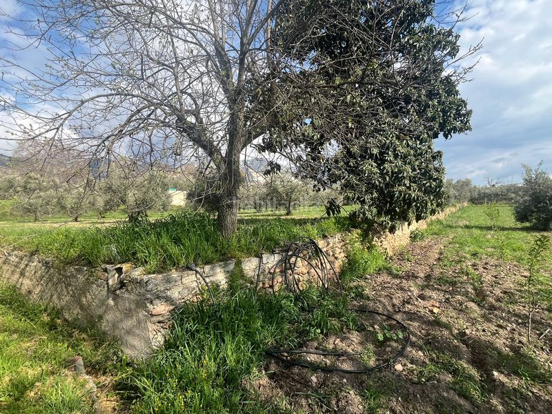 Foto ed0b79a5-77ce-49cb-956e-efdbef49527b. Finca rústica a calle san jose 30 a Dúrcal