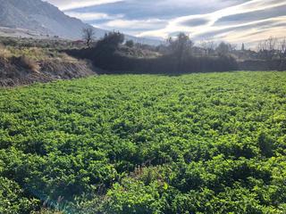 Finca rústica  N/a