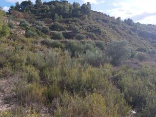 Finca rústica a Albagés (L´). Finca rúst. en venta en albagés (l`).