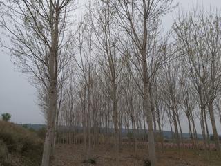 Finca rústica a Puigverd de Lleida. Finca rúst. en venta en puigverd de lleida.