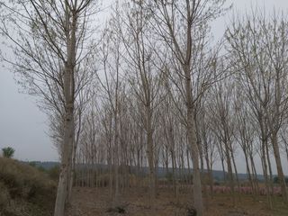 Finca rústica en Puigverd de Lleida. Finca rúst. en venta en puigverd de lleida.