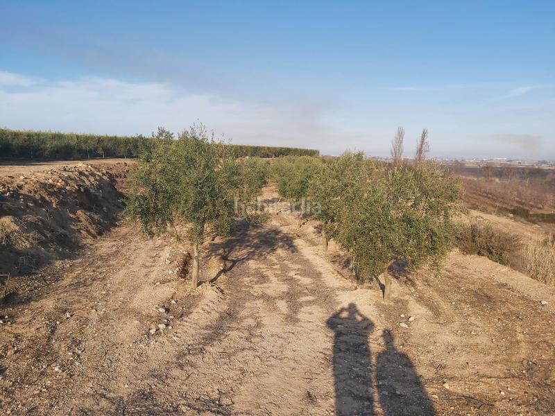 Foto 31390824-3e51-49cd-aa16-a428a102ece5. Finca rústica a Borges Blanques (Les)