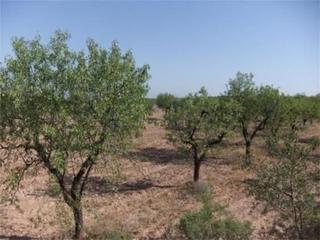 Finca rústica a Castelldans. Finca rúst. en venta en castelldans.