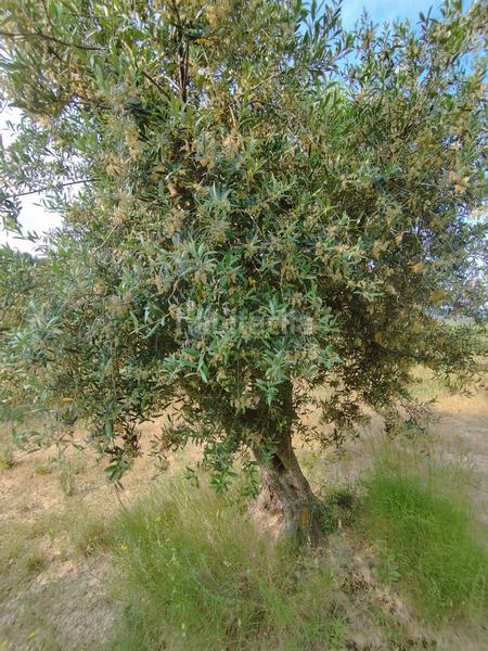 Foto e9f79bb5-ee25-4aa6-8baf-7859be5fe867. Chalet con parcheggio in Cervià de les Garrigues
