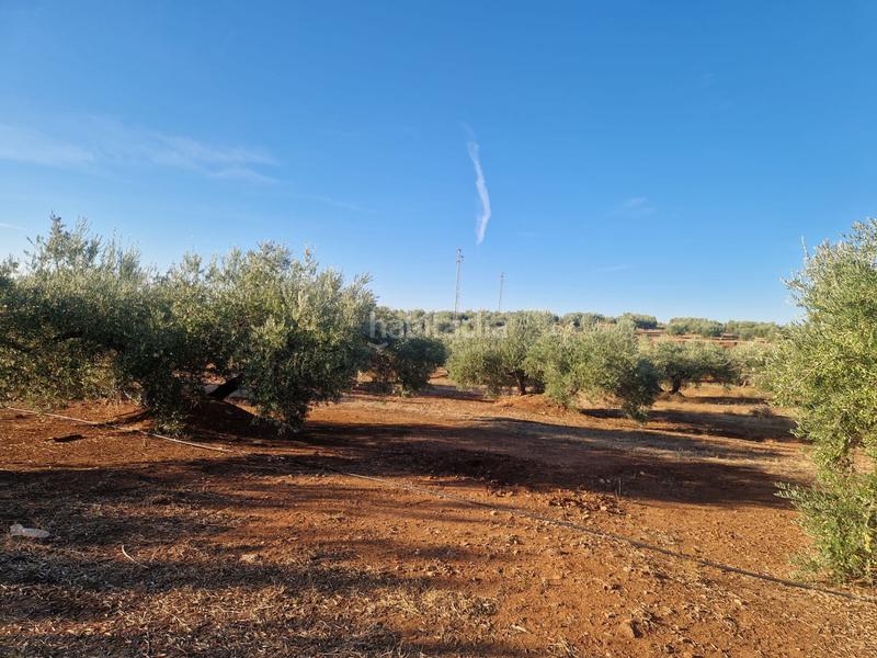 Foto 1b4210ba-2a8b-4bdf-ac17-1c310ed2e138. Terreny residencial a San Roque - La Cruz - La Rozuela Linares