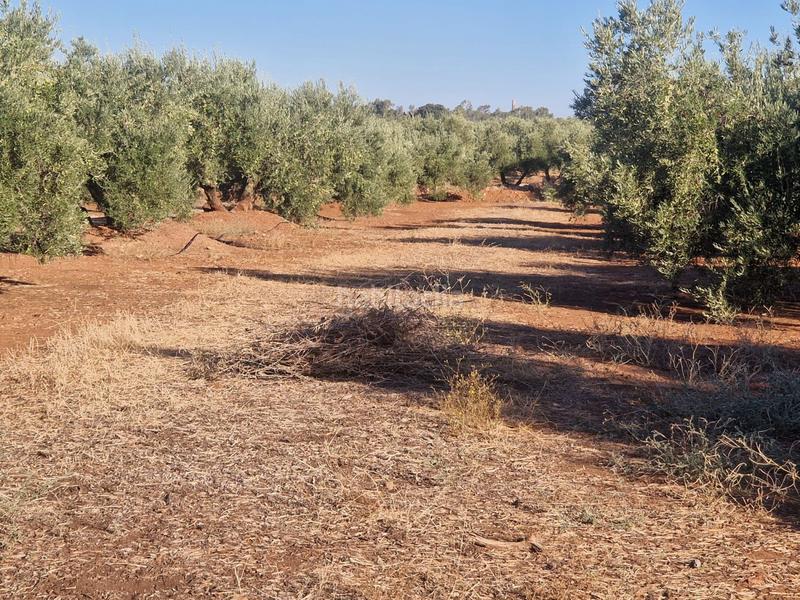 Foto 69072946-d8f7-4bb5-9061-ec49631dfa40. Terreny residencial a San Roque - La Cruz - La Rozuela Linares