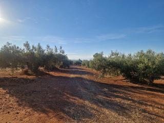 Residential Plot in San Roque - La Cruz - La Rozuela. Parc. rúst. en venta en linares.