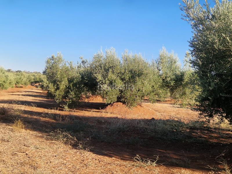 Foto 9de1dbaf-28e0-47b7-8f02-562d786bb6d7. Terreny residencial a San Roque - La Cruz - La Rozuela Linares