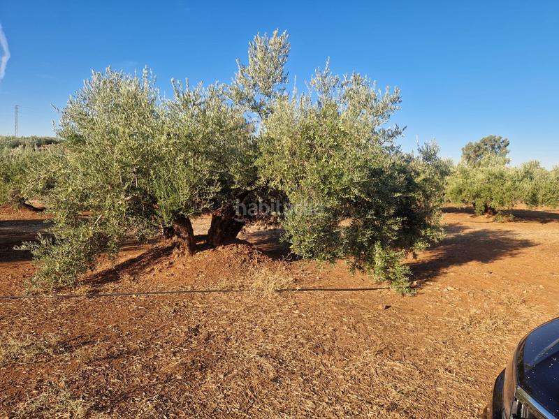 Foto d7f85291-cfc5-4030-bc2e-f4b9c561b3c7. Terreny residencial a San Roque - La Cruz - La Rozuela Linares