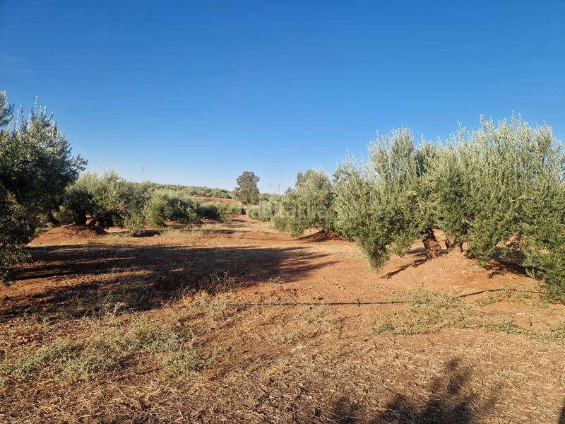 Foto f4e0ac03-b28f-44fd-b7eb-3d364e21d958. Terreny residencial a San Roque - La Cruz - La Rozuela Linares