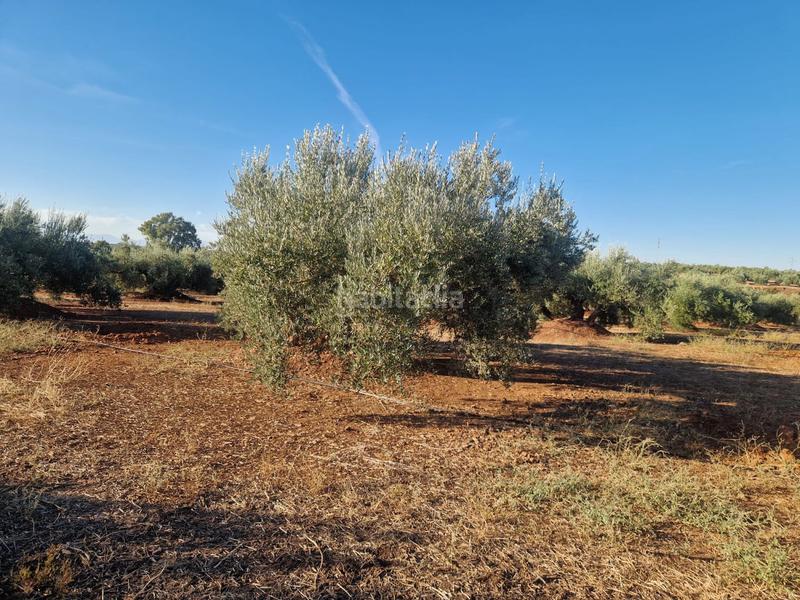 Foto fde5f315-c685-4420-b104-353ce30d2c5d. Terreny residencial a San Roque - La Cruz - La Rozuela Linares