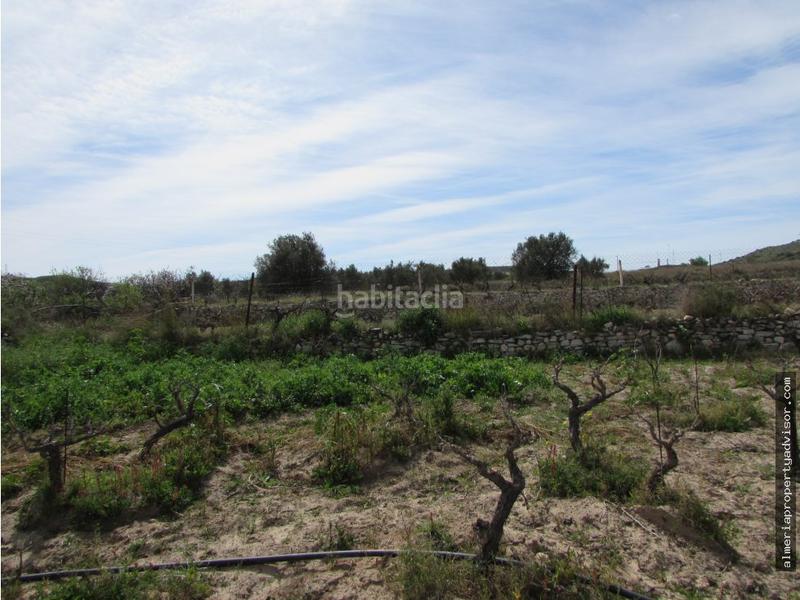 Foto 40ba973a-9a7c-440d-b698-f891e2358691. Mas dans Sorbas