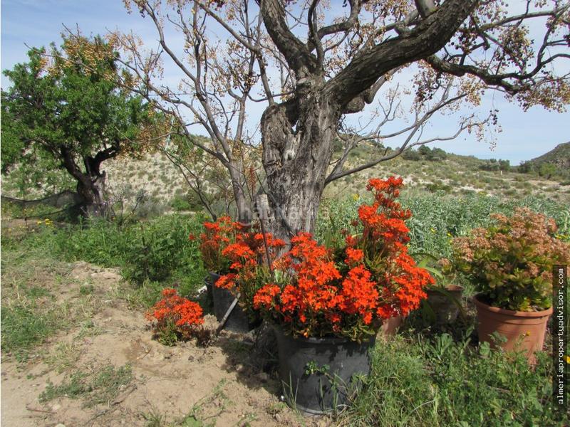 Foto 9f3d0bec-91b3-4d84-b664-2128a12b89b6. Mas dans Sorbas