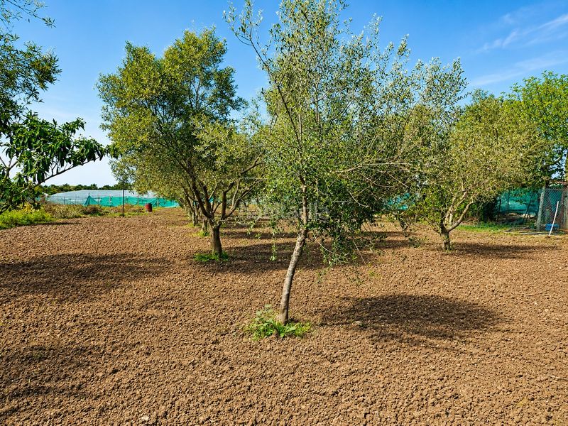 Foto 13b0b18c-ac2f-4a2c-8c75-804cf0560241. Finca rústica a Las Palmeras-Dehesilla Sanlúcar de Barrameda
