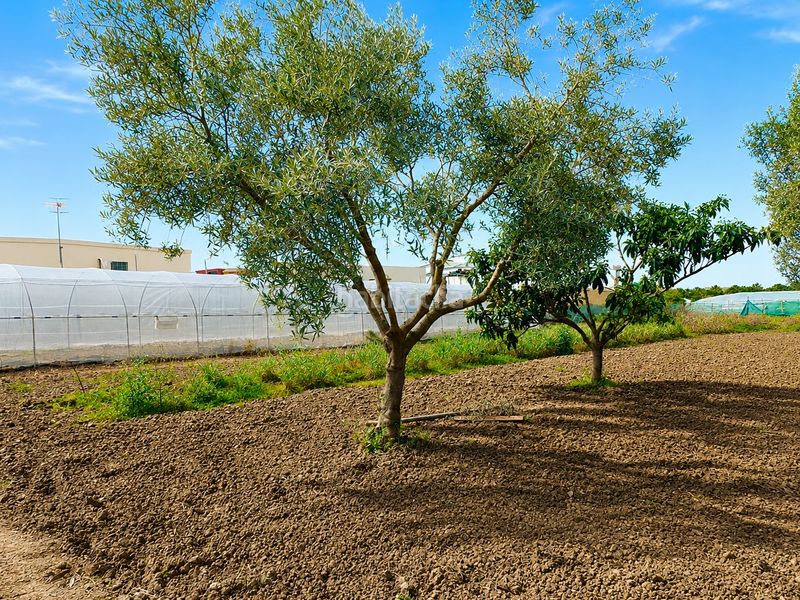 Foto 9694cb2a-4e8c-4d6a-96d7-5aa1a6688ea1. Finca rústica a Las Palmeras-Dehesilla Sanlúcar de Barrameda