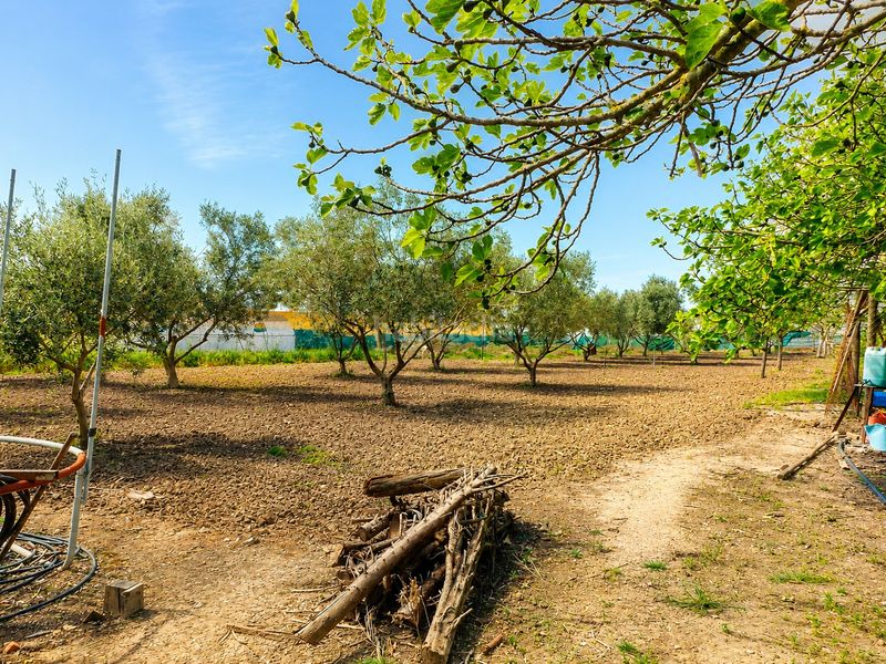 Foto d17afd5e-5d12-4851-a3ad-a6b61c5e647f. Finca rústica a Las Palmeras-Dehesilla Sanlúcar de Barrameda