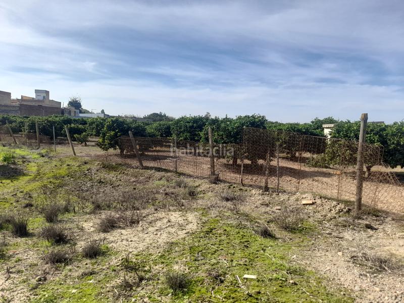 Foto 12ea340d-3140-4f4e-86f3-1e60767cbdd4. Finca rústica oportunidad finca de naranjo en Algaba (La)