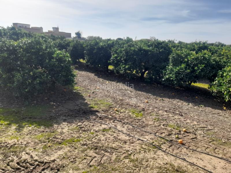 Foto 9a080184-35a3-4bad-b9d3-90245b9d2927. Finca rústica oportunidad finca de naranjo en Algaba (La)