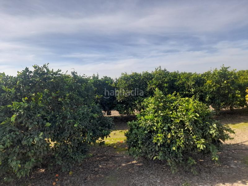 Foto fe8d8b71-4212-4029-bf0b-d50745fb7b0a. Finca rústica oportunidad finca de naranjo en Algaba (La)