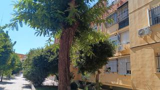 Piso en Calle fogoneros 3. Venta piso en bajo con ascensor pino montano