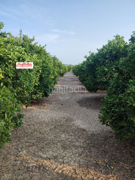 Foto c3a09a39-6d0e-46c5-9c6b-739c5c292f02. Finca rústica a Dolores